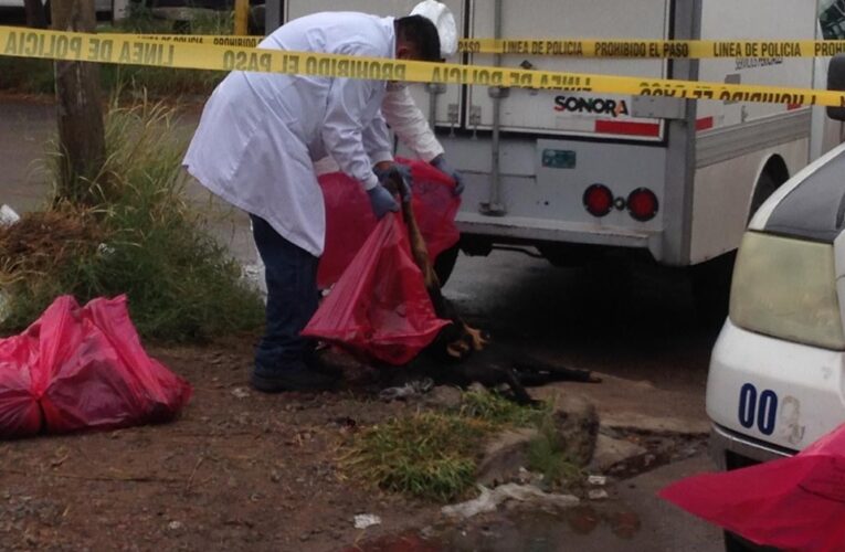 ANDAN TRAS ‘PERRICIDA’ EN CIUDAD OBREGÓN