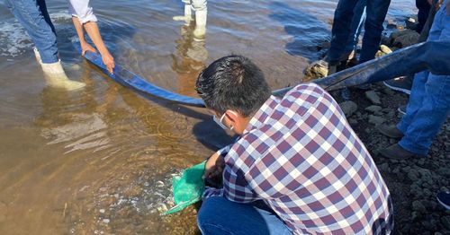 SIEMBRAN TILAPIA EN LA PRESA OVIACHIC