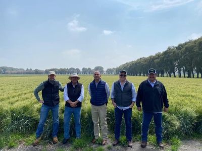 ACELERAN REPRODUCCIÓN DE TRIGO “DON LUPE”