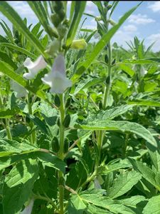 AJONJOLÍ BUENA OPCIÓN DE SIEMBRA EN EL SUR DE SONORA