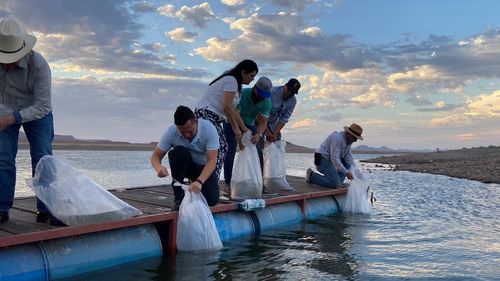 - El IAES realizó la producción de crías de tilapia en su Centro Acuícola (CAES) en el Valle del Yaqui para ser liberadas en la presa Álvaro Obregón ("El Oviachic") La coordinación con el Ayuntamiento de Cajeme, permitió que el Instituto de Acuacultura del Estado de Sonora (IAES) produjera 200 mil crías de tilapia, las cuales fueron liberadas en la presa “El Oviachic”, como parte del esfuerzo que realiza la Secretaría de Agricultura estatal con el municipio de Cajeme en la búsqueda de la sustentabilidad de la pesca de esta especie. El director del IAES, Ramón Alberto Nenninger Check Cinco, destacó que los alevines de tilapia fueron producidos por la dependencia a su cargo, en el Centro Acuícola (CAES) en el Valle del Yaqui, para ser liberadas en la presa Álvaro Obregón. El acuerdo con la Secretaría de Desarrollo Económico, a través de la Unidad Municipal para el Desarrollo Rural de Cajeme, precisó el director del IAES, es para producir un millón de crías en este año 2022. Destacó que la liberación de esta especie busca el repoblamiento en el embalse de la presa “El Oviachic”, para que sean aprovechadas en la actividad pesquera de las cooperativas locales. El presidente municipal, Javier Lamarque Cano, dio la bienvenida a las bondades de este convenio con el Gobierno de Sonora a través del IAES. Señaló que se busca recatar la pesca en la presa con la participación de todas y todos para impulsar, no sólo la acuacultura, sino todo el ecosistema para detonar la economía y el bienestar social en el municipio y la región. La directora general de Pesca, Natalia Ivoneli Blancas Gallangos, quien participó en la liberación de los peces, en representación de la titular de la Secretaría de Agricultura, Ganadería, Recursos Hidráulicos, Pesca y Acuacultura (Sagarhpa), Fátima Yolanda Rodríguez Mendoza, expresó que estos acuerdos de cooperación son parte de la política del gobernador, Alfonso Durazo, de apoyar al desarrollo económico de quienes menos tienen. Blancas Gallangos agradeció la confianza del alcalde de Cajeme, Javier Lamarque Cano, para unir esfuerzos estado-municipio, para buscar el desarrollo sustentable de las especies acuáticas y que, a la vez, permita a los pequeños productores pesqueros tener una fuente segura para desarrollar su actividad. La liberación de 200 mil alevines de tilapia negra permitirá repoblar la especie en beneficio de las y los pescadores de Buena Vista, El Porvenir, Cumuripa y El Realito, entre otras comunidades ribereñas. El IAES cuenta adicionalmente con el Centro de Reproducción de Especies Marinas del Estado de Sonora (Cremes) el cual opera desde el año 1984 en la comunidad de Bahía de Kino donde, entre especies, produce semilla de ostión y almeja, además de especies marinas como la totoaba, en tanto que la tilapia se produce en el CAES.