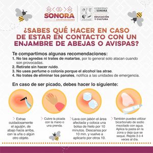 Comparte SEC recomendaciones para evitar riesgos ante la presencia de enjambres de abejas o avispas