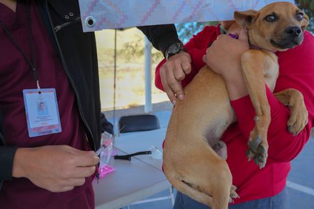 Llama Salud Sonora a vacunar a mascotas contra la rabia