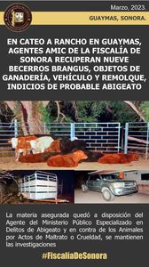 EN CATEO A RANCHO EN GUAYMAS, AGENTES AMIC DE LA FISCALÍA DE SONORA RECUPERA NUEVE BECERROS BRANGUS, OBJETOS DE GANADERÍA, VEHÍCULO Y REMOLQUE, INDICIOS DE PROBABLE DELITO DE ABIGEATO