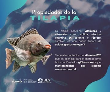 Llama Secretaría de Agricultura de Sonora a consumir pescados, como la tilapia