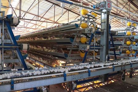 Realiza Gobierno de Sonora y Senasica acciones de control contra brote de influenza aviar en Cajeme