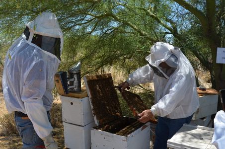 Centro de reproducción apícola busca tener abeja calidad Sonora