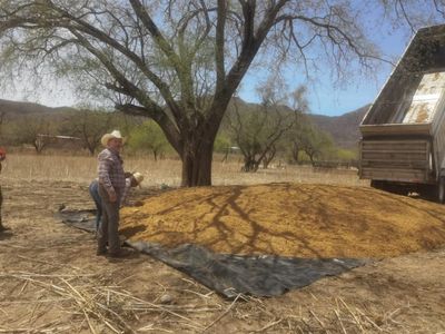 Entregan alimento a ganaderos de Álamos y comunidad guarijías