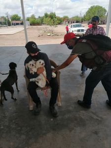 INVITA SALUD MUNICIPAL A CAMPAÑA DE VACUNACIÓN ANTIRRÁBICA PARA MASCOTAS