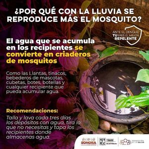 Sonora ocupa el penúltimo lugar nacional en casos de dengue en 2024; no registra defunciones