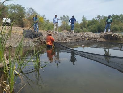 MUNICIPIO DE CAJEME IMPULSA LA CONSERVACIÓN DEL BAGRE YAQUI