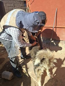 Refuerza Salud Sonora acciones para prevenir la rickettsia con más de 3 mil perros ectodesparasitados